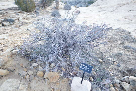 Image of Utah serviceberry