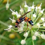 Sivun Ichneumon sarcitorius Linnaeus 1758 kuva