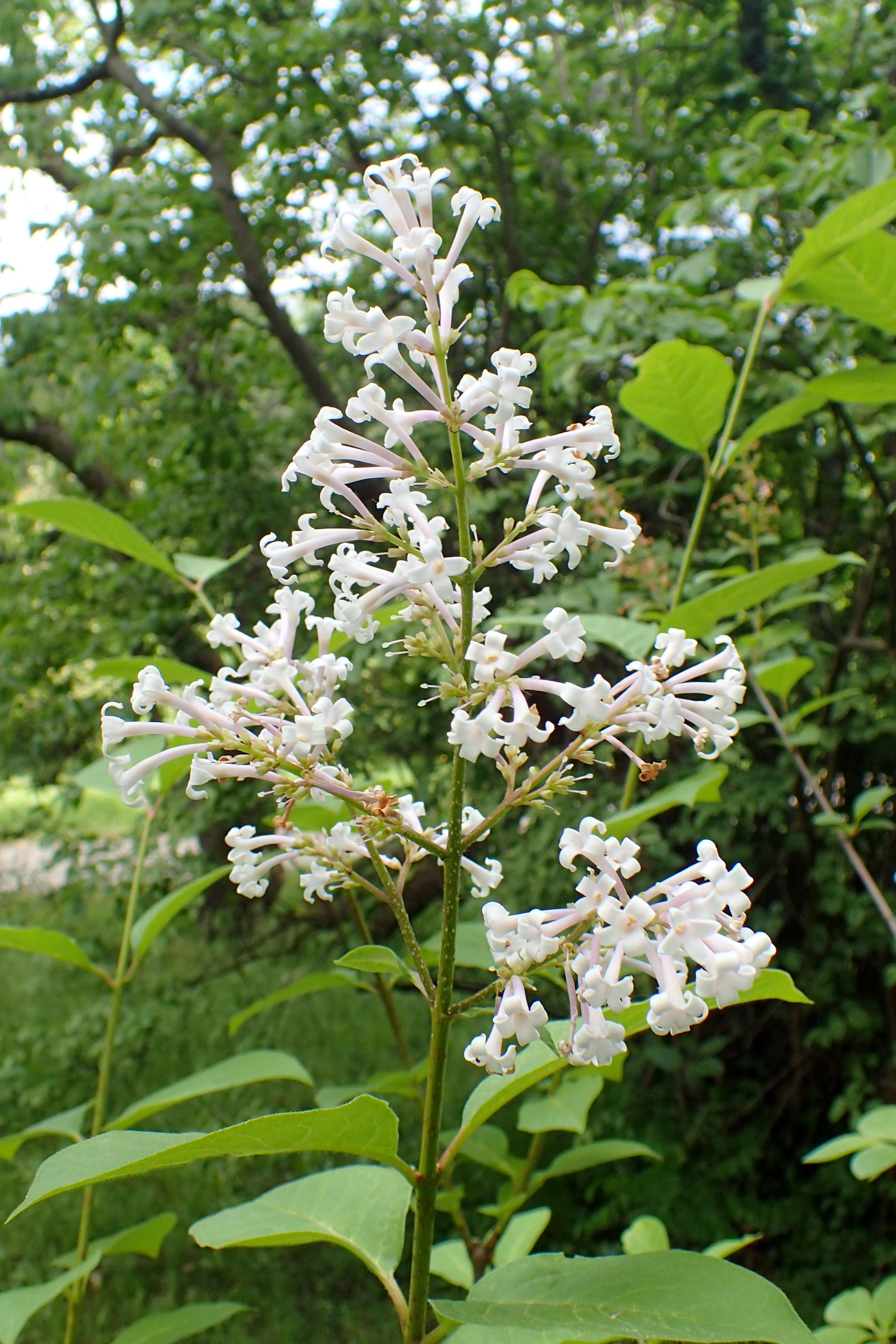 صورة Syringa villosa Vahl