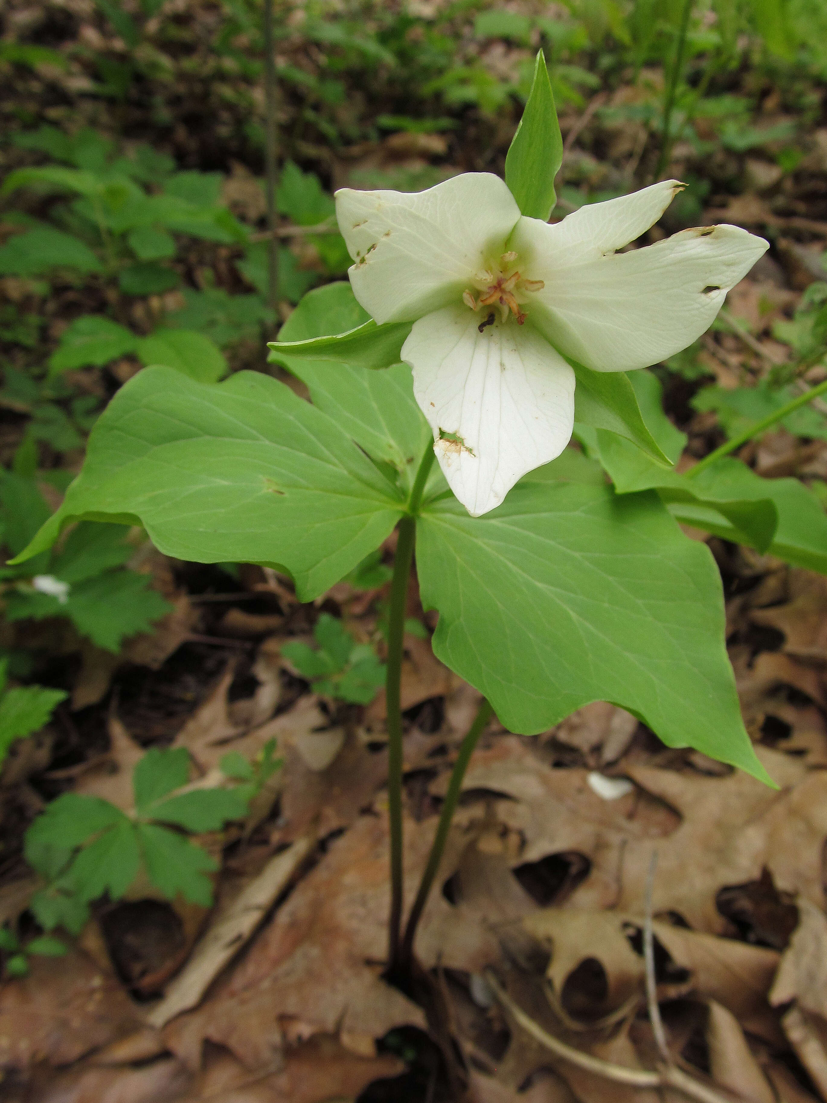 Imagem de Trillium flexipes Raf.