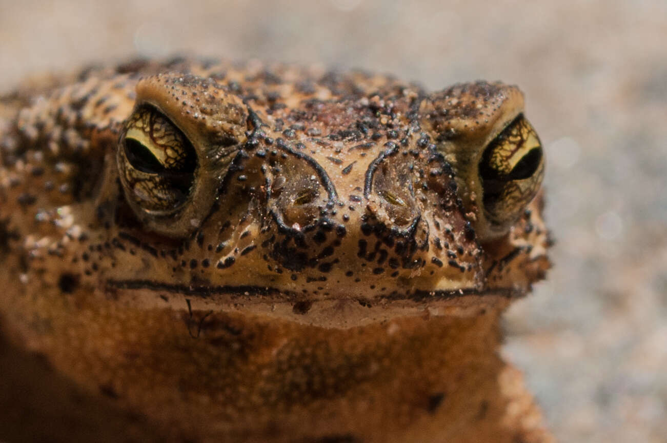 Image of Cane Toad