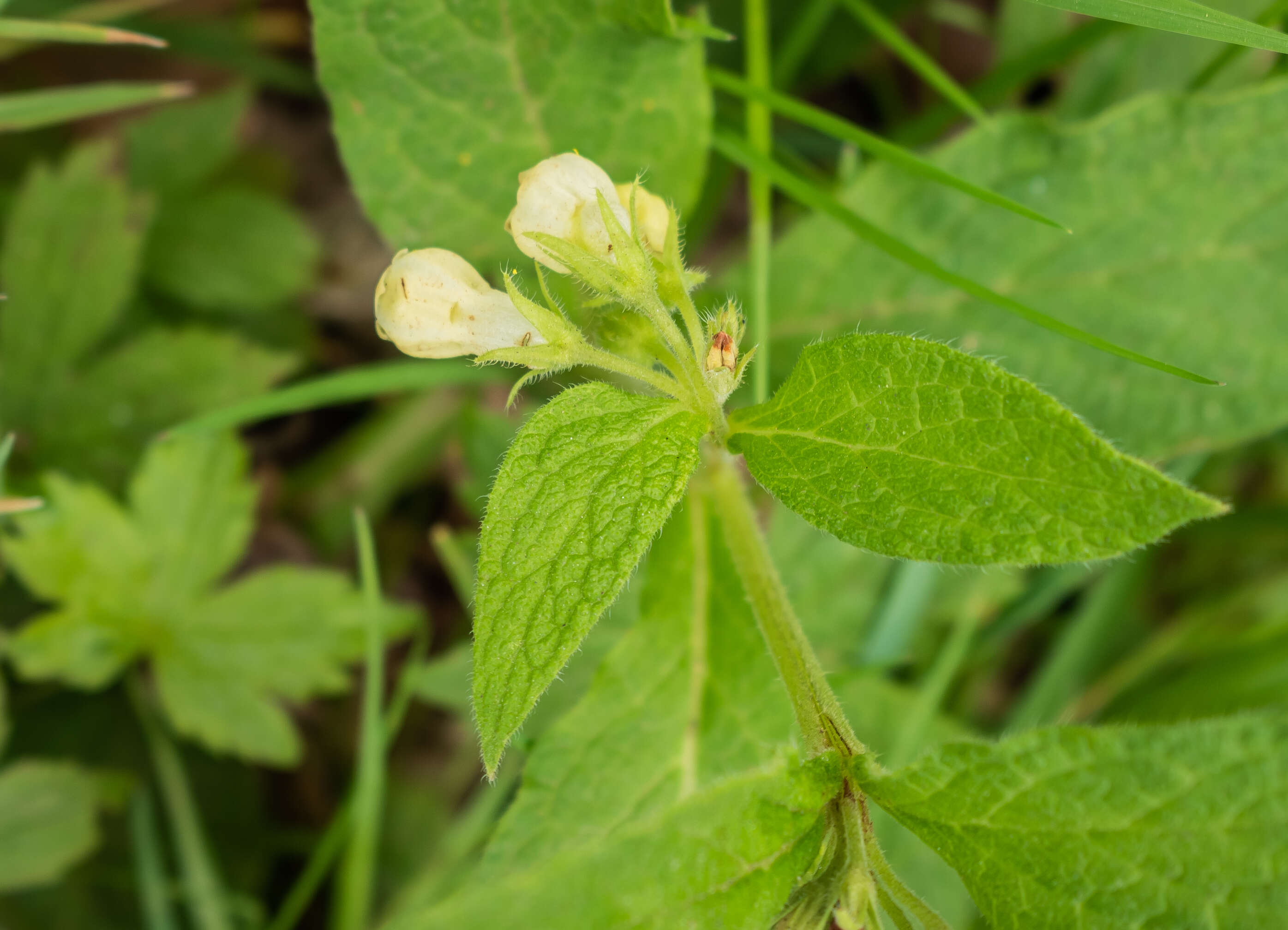 Слика од Symphytum tuberosum L.