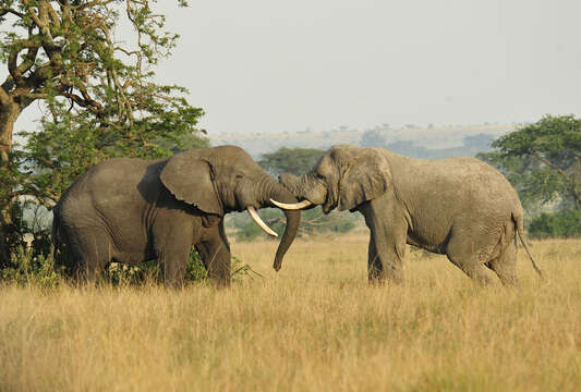 Image of African bush elephant