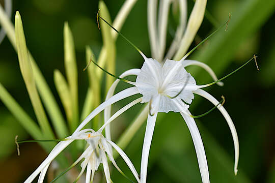 Image of beach spiderlily