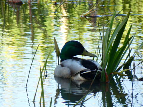 Image of Common Mallard