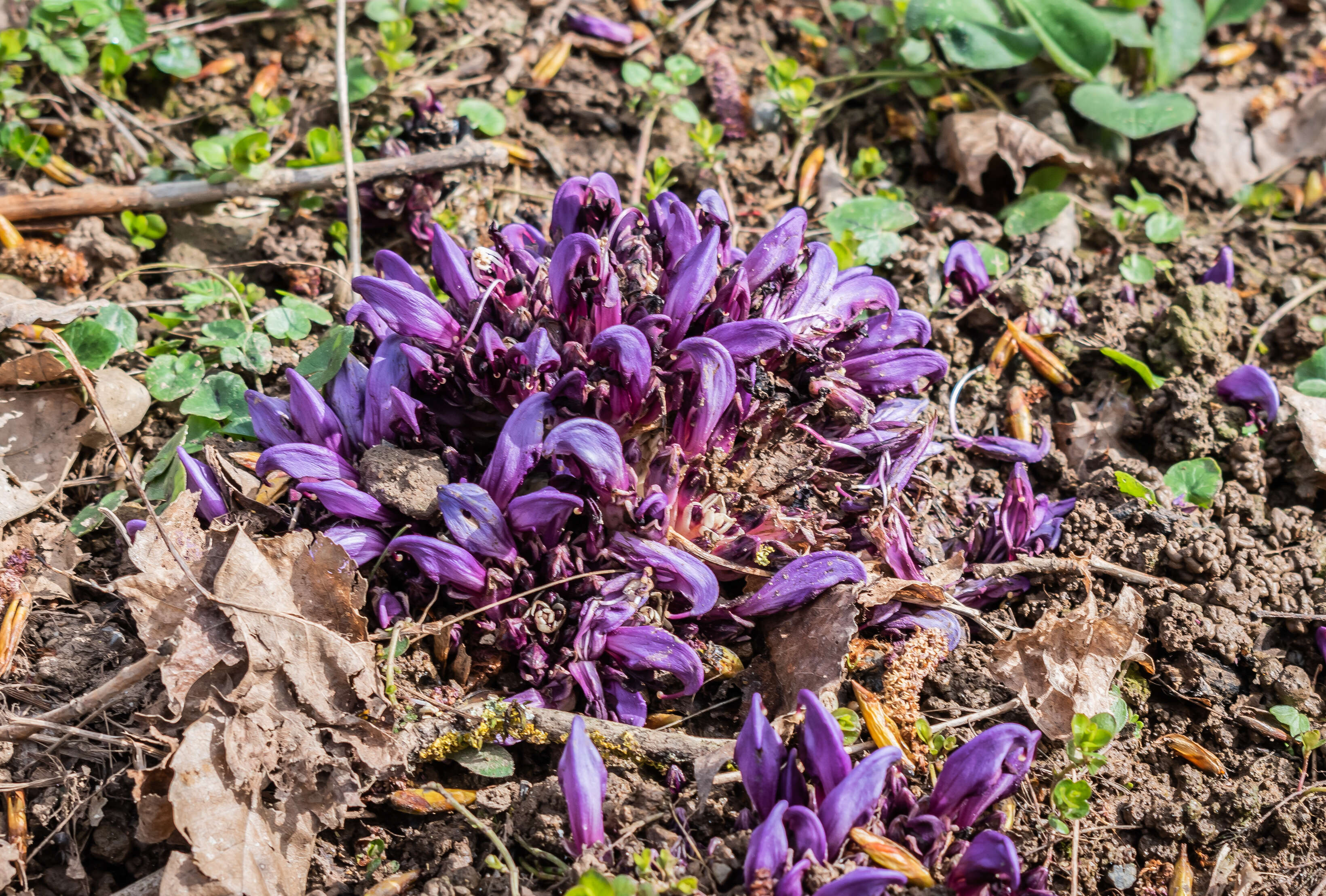 Image of Lathraea clandestina L.