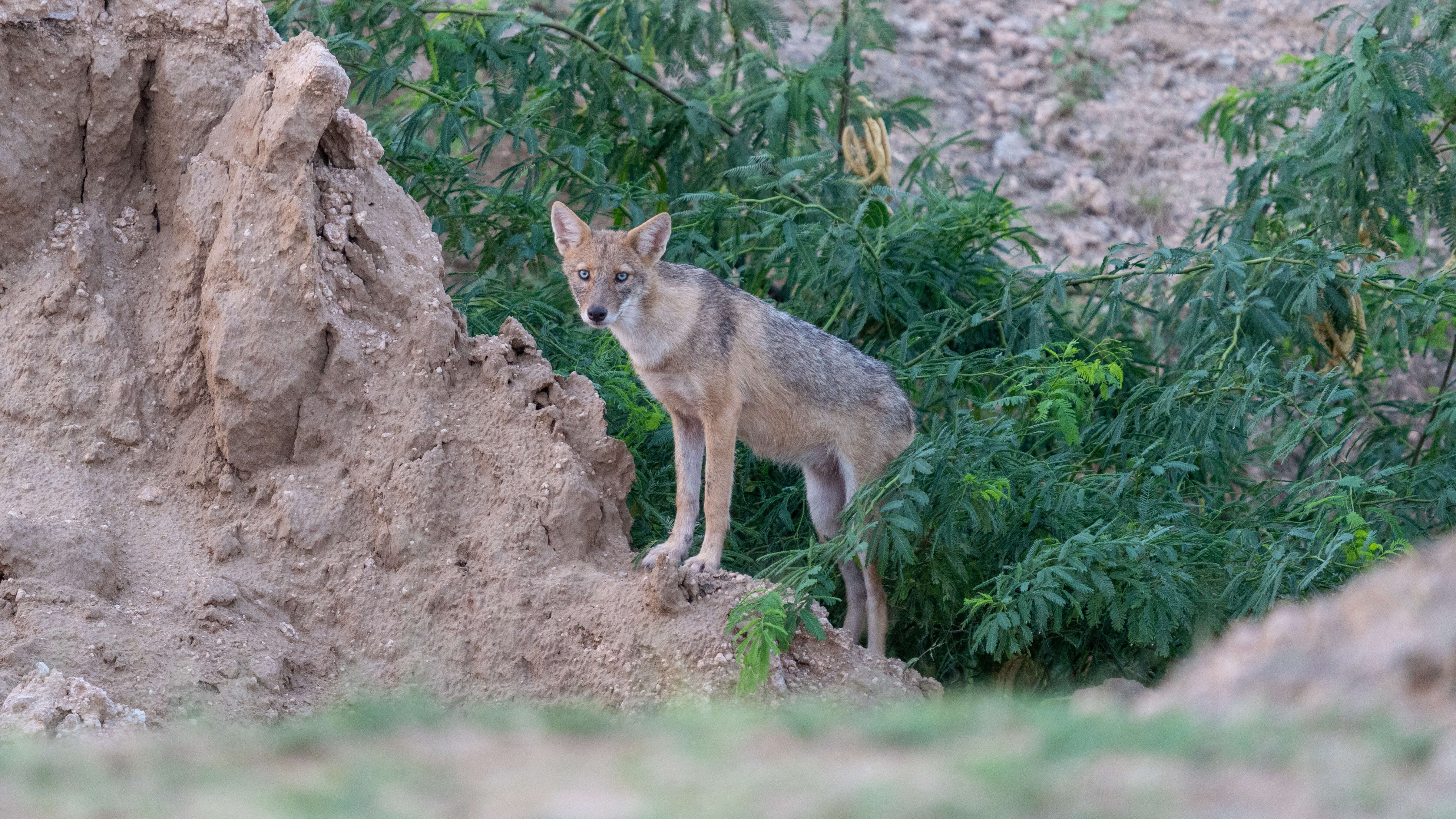 Image of golden jackal