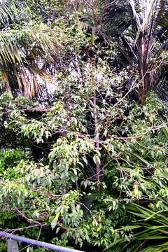 Image of Melicope rubra (Lauterb. & K. Schum.) T. G. Hartley