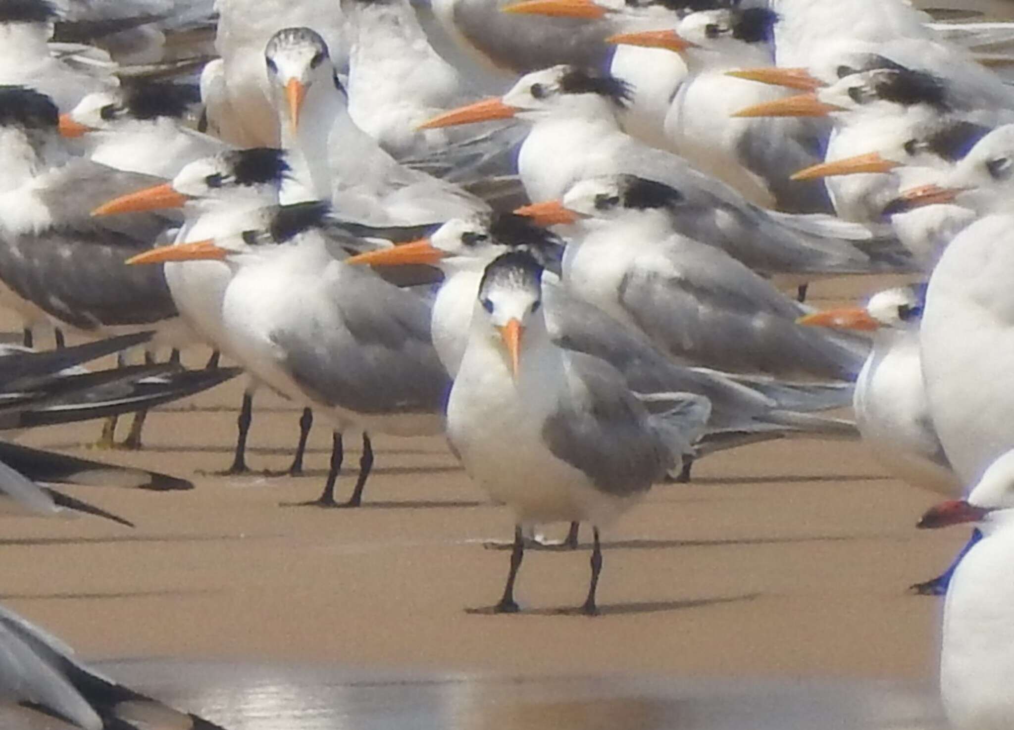 Image of Lesser Crested Tern