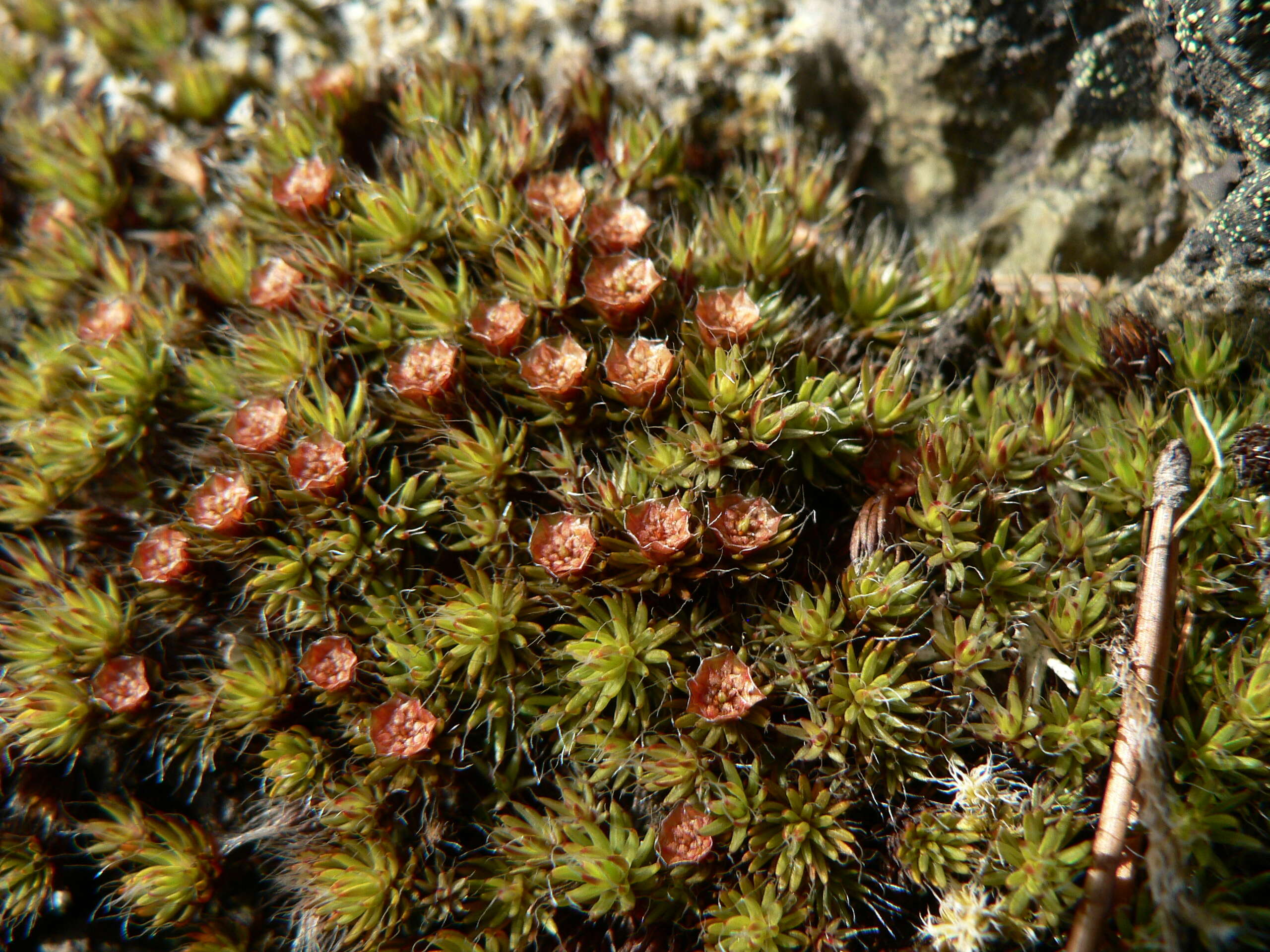 Image of Polytrichum moss