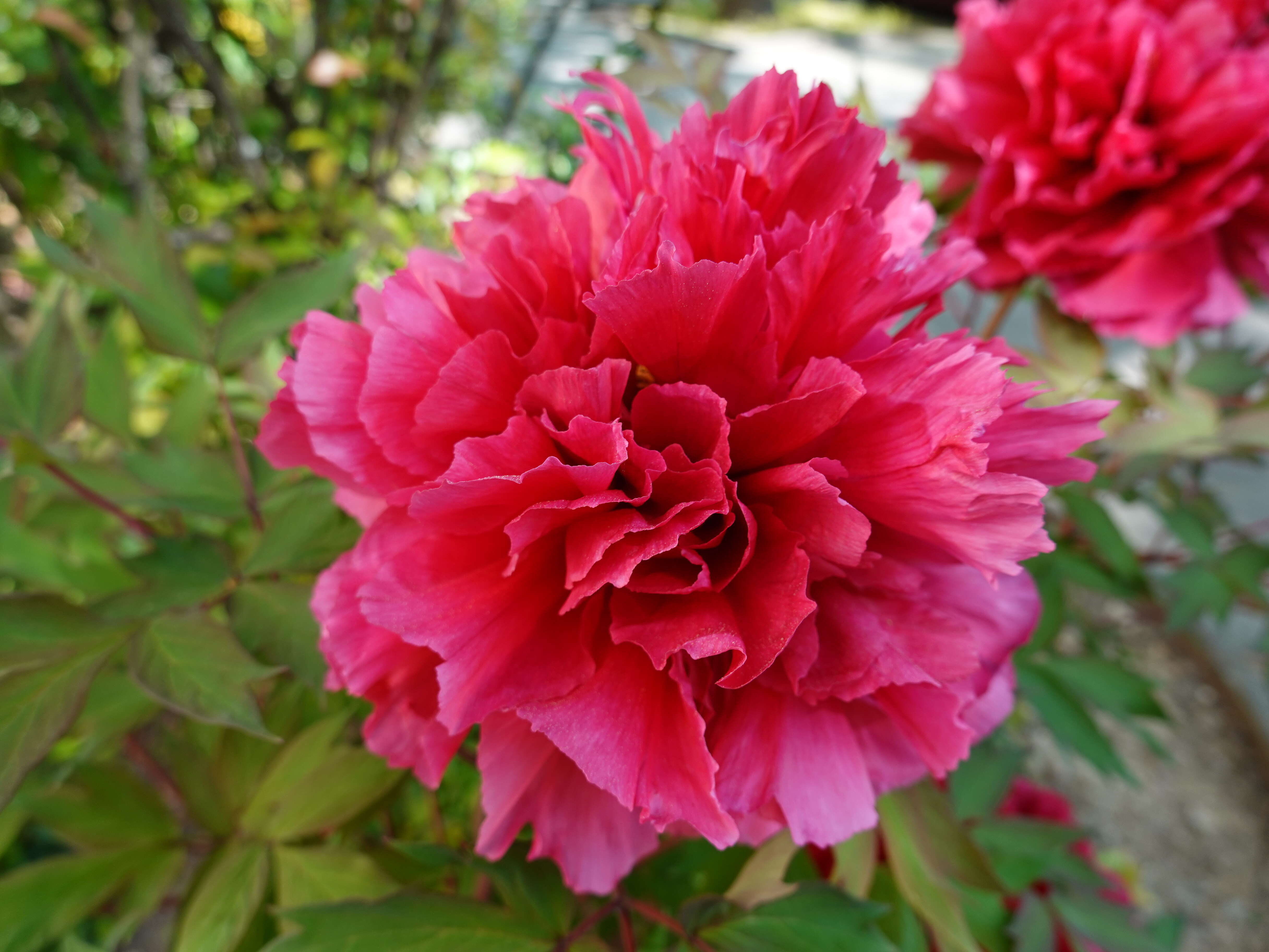 Image of peony family