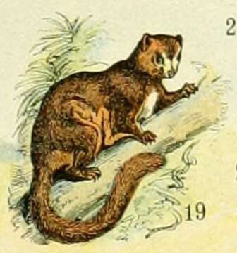 Image of Carolina Flying Squirrel