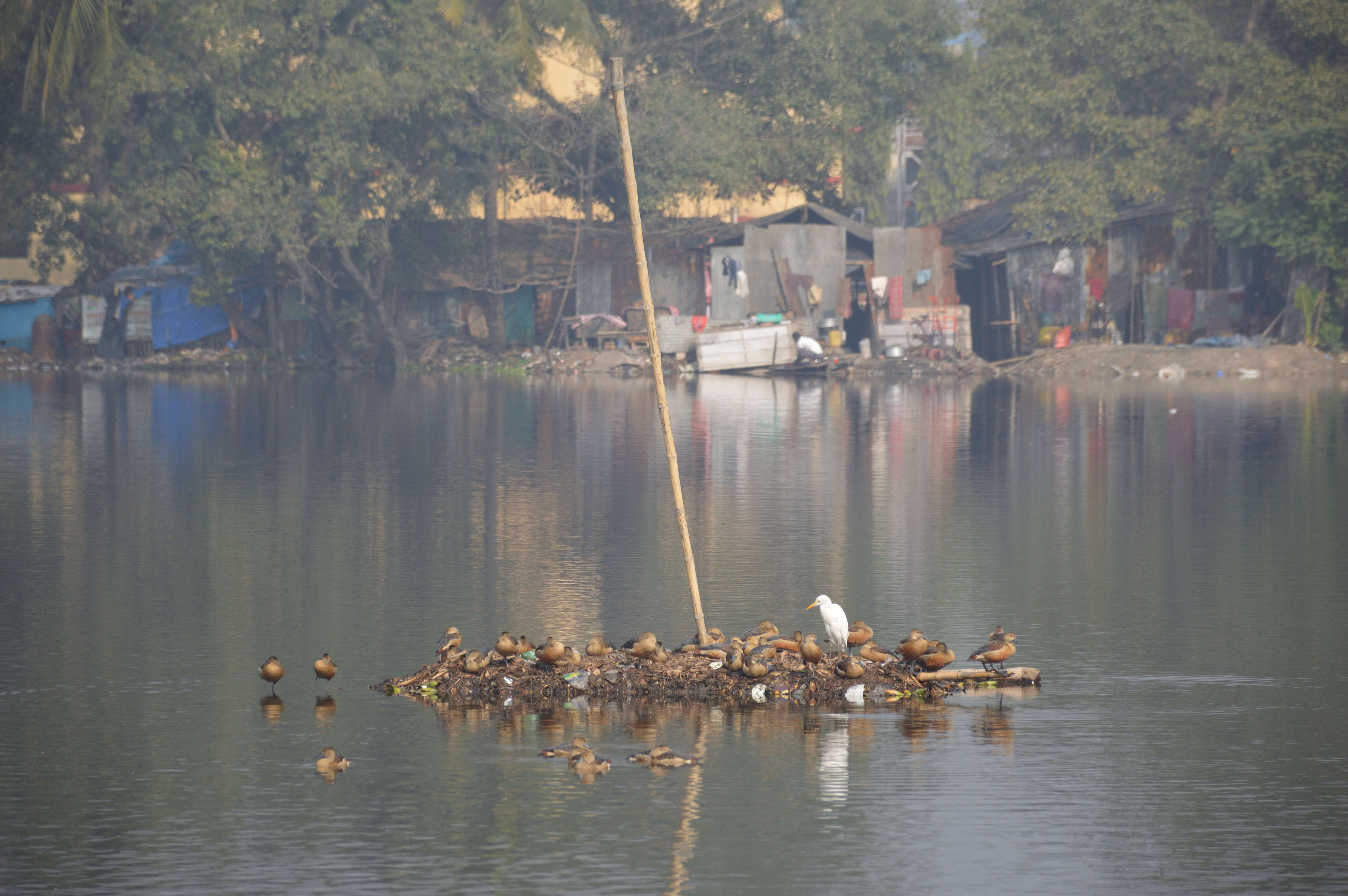 Image of Lesser Whistling Duck