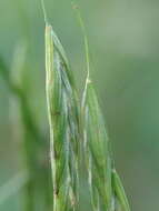 Image of earlyleaf brome