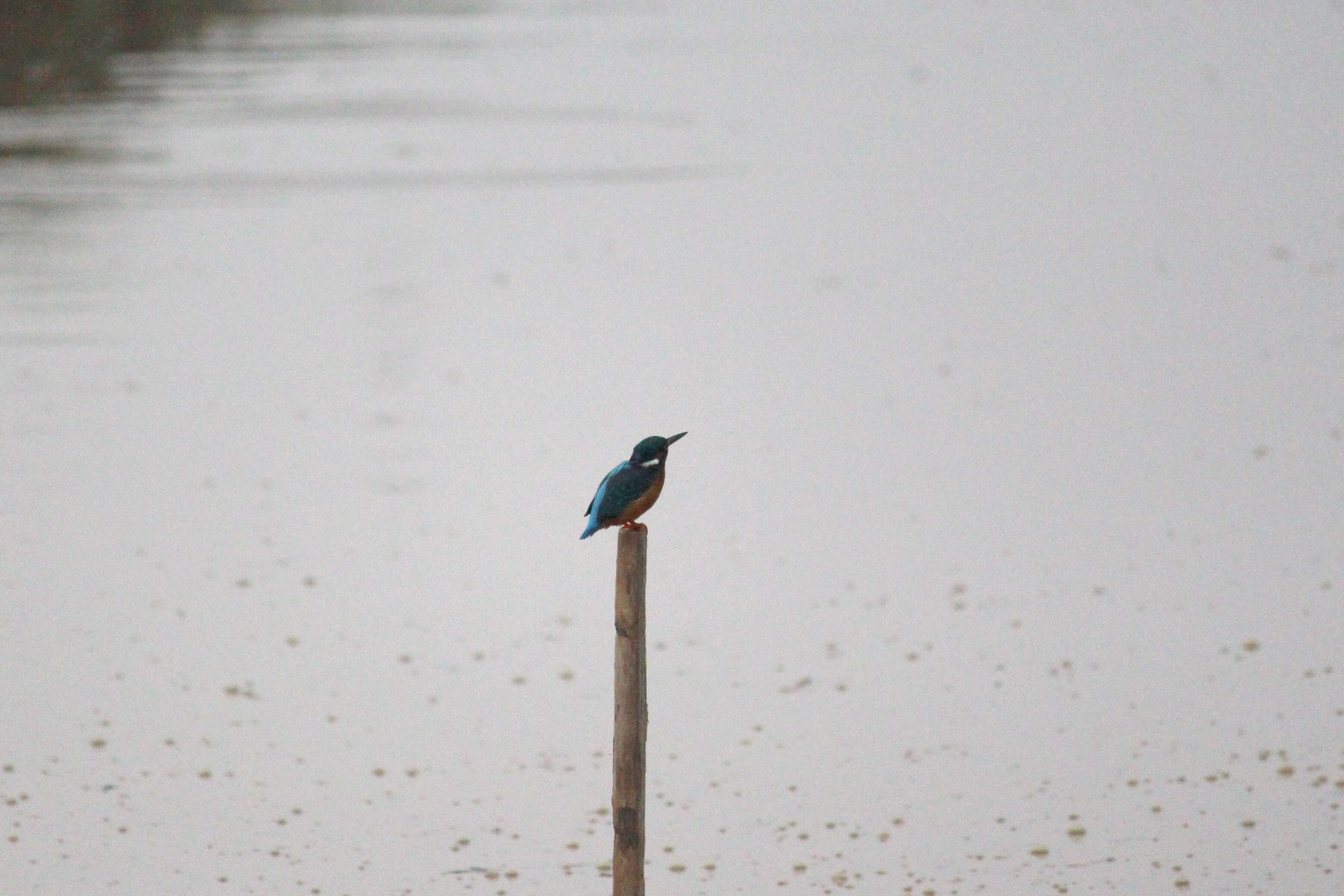 Image of Common Kingfisher