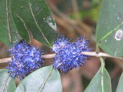 Слика од Memecylon umbellatum Burm. fil.