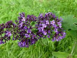 Image of butterfly-bush