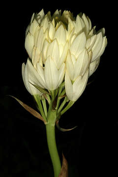 Image of Eulophia ensata Lindl.