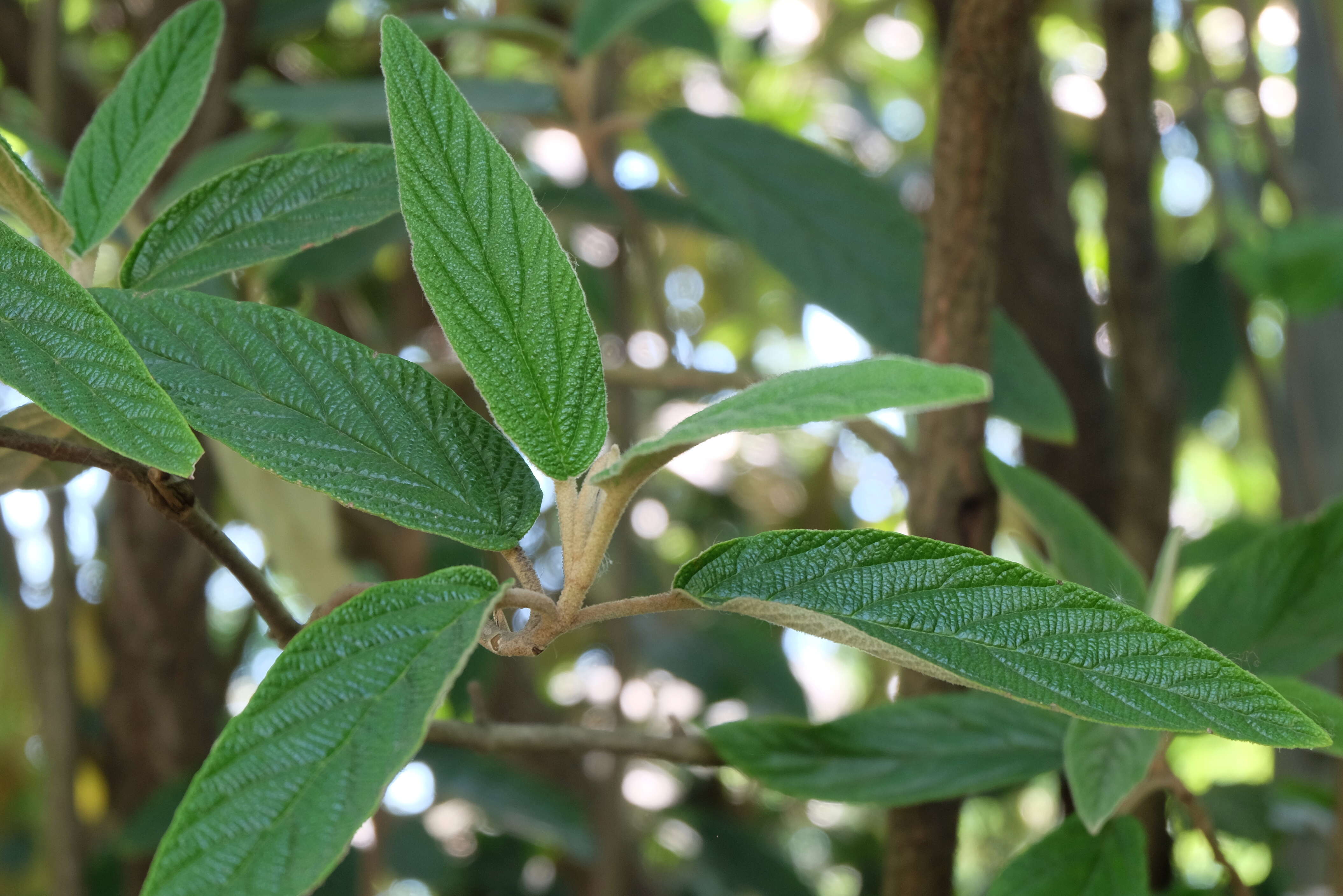 Plancia ëd Viburnum rhytidophyllum Hemsl. ex Forb. & Hemsl.