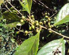 Image of Symplocos cochinchinensis (Lour.) Moore