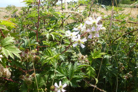 Image of cut-leaved bramble