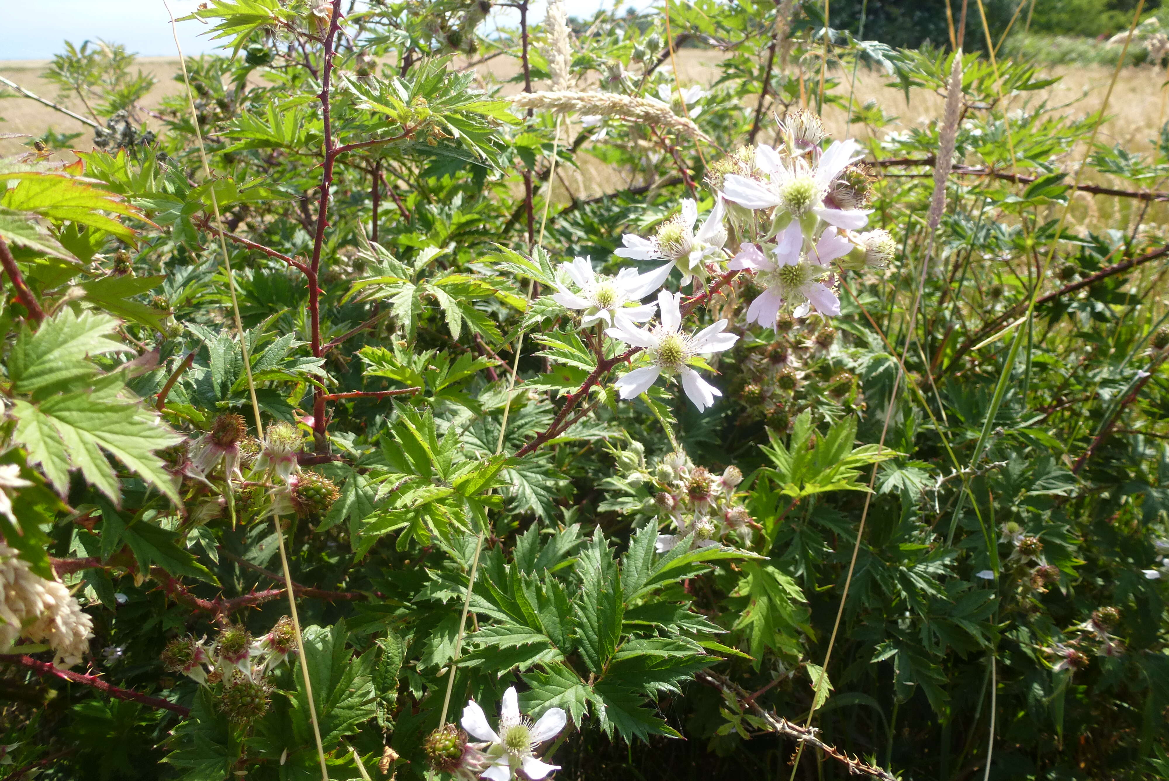 Image of cut-leaved bramble