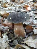 Sivun Boletus aereus Bull. 1789 kuva