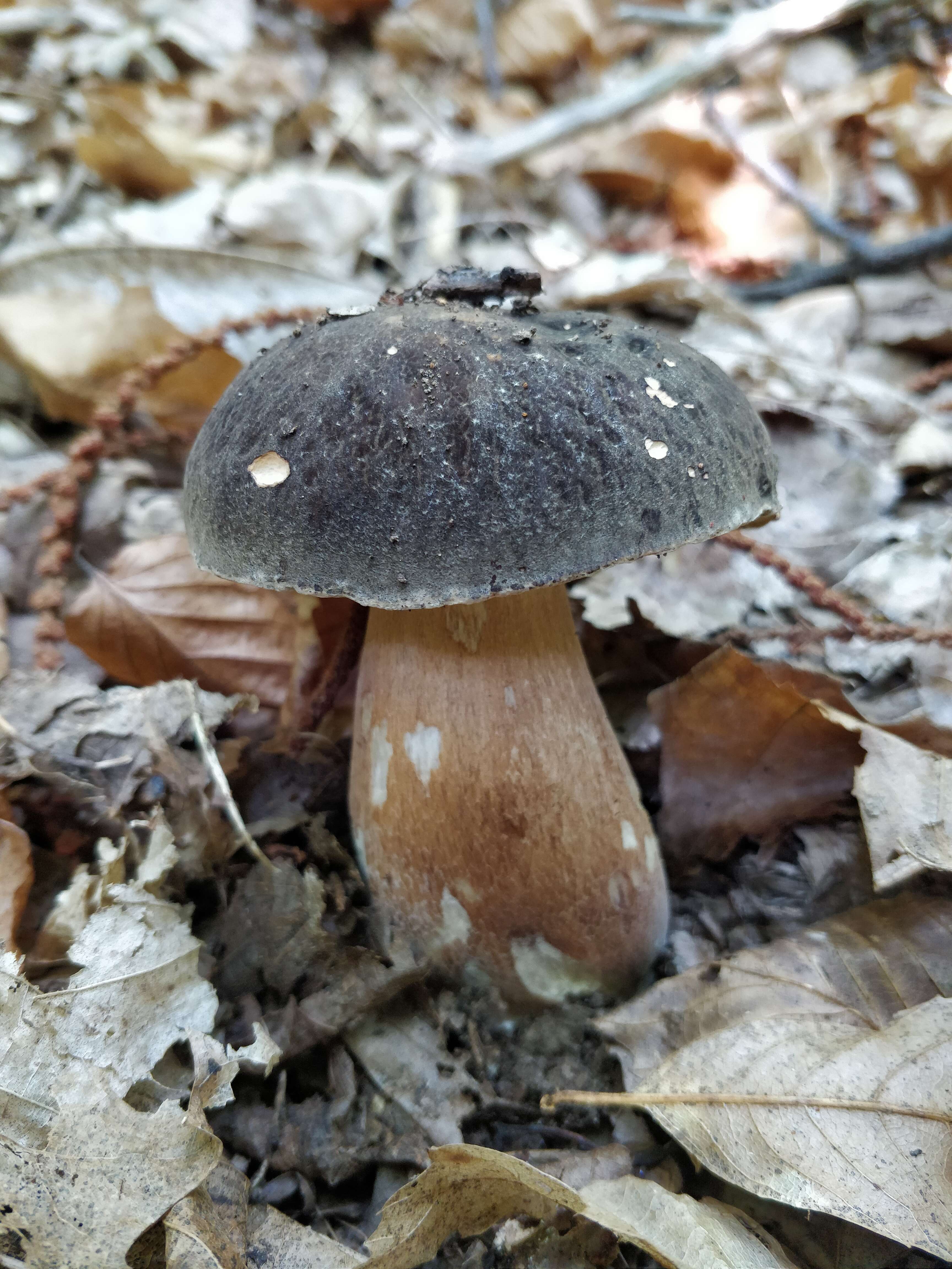 Sivun Boletus aereus Bull. 1789 kuva