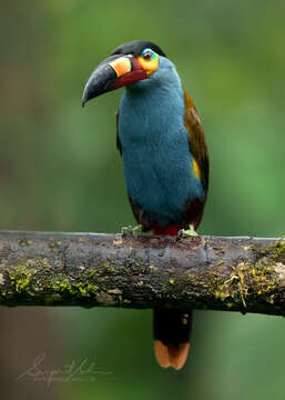 Image of Plate-billed Mountain Toucan