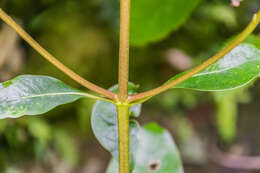 Image of Griselinia littoralis (Raoul) Raoul