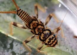 Image of Acroneuria lycorias (Newman 1839)