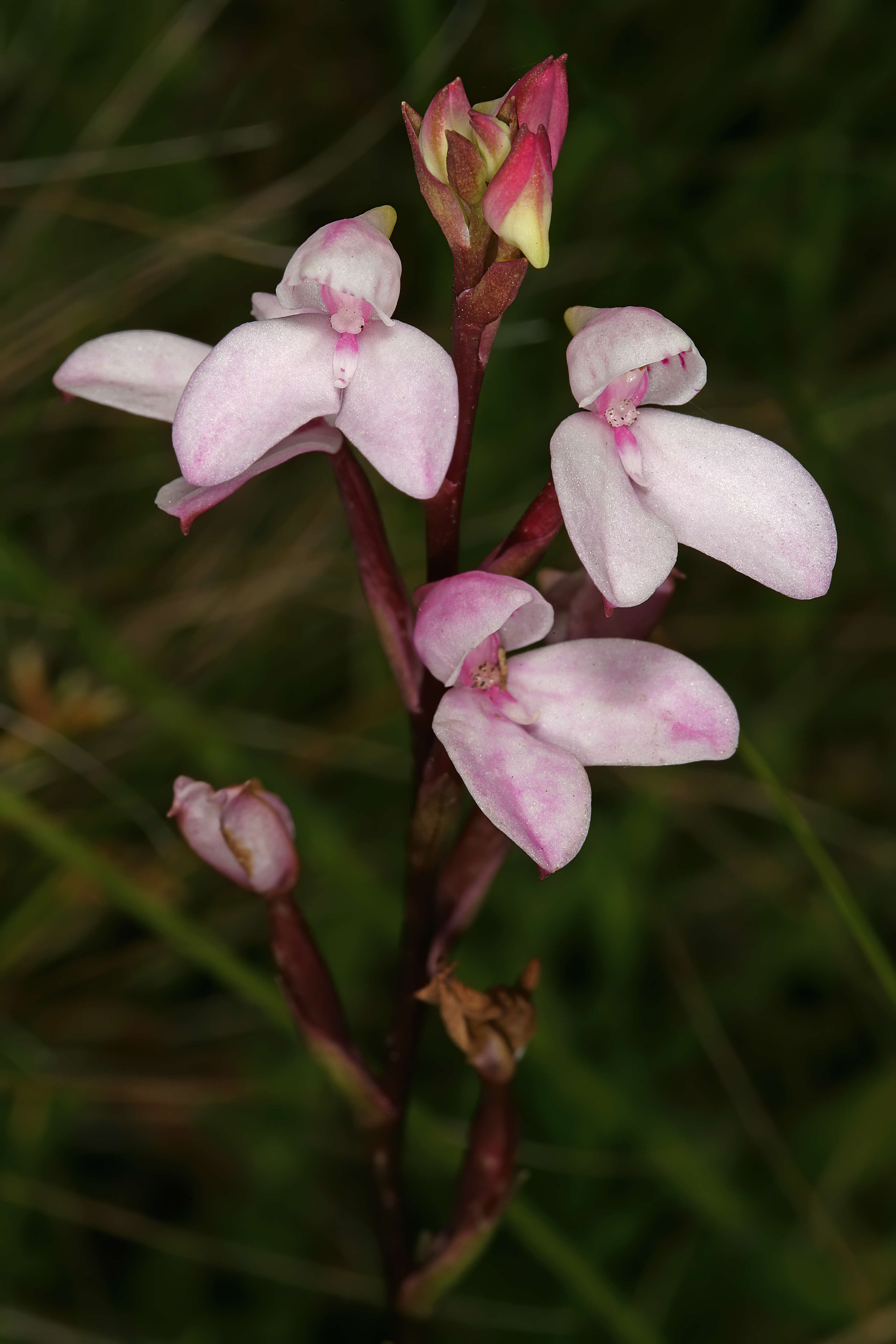 Слика од Disa tripetaloides (L. fil.) N. E. Br.