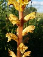 Imagem de Orobanche reticulata Wallr.