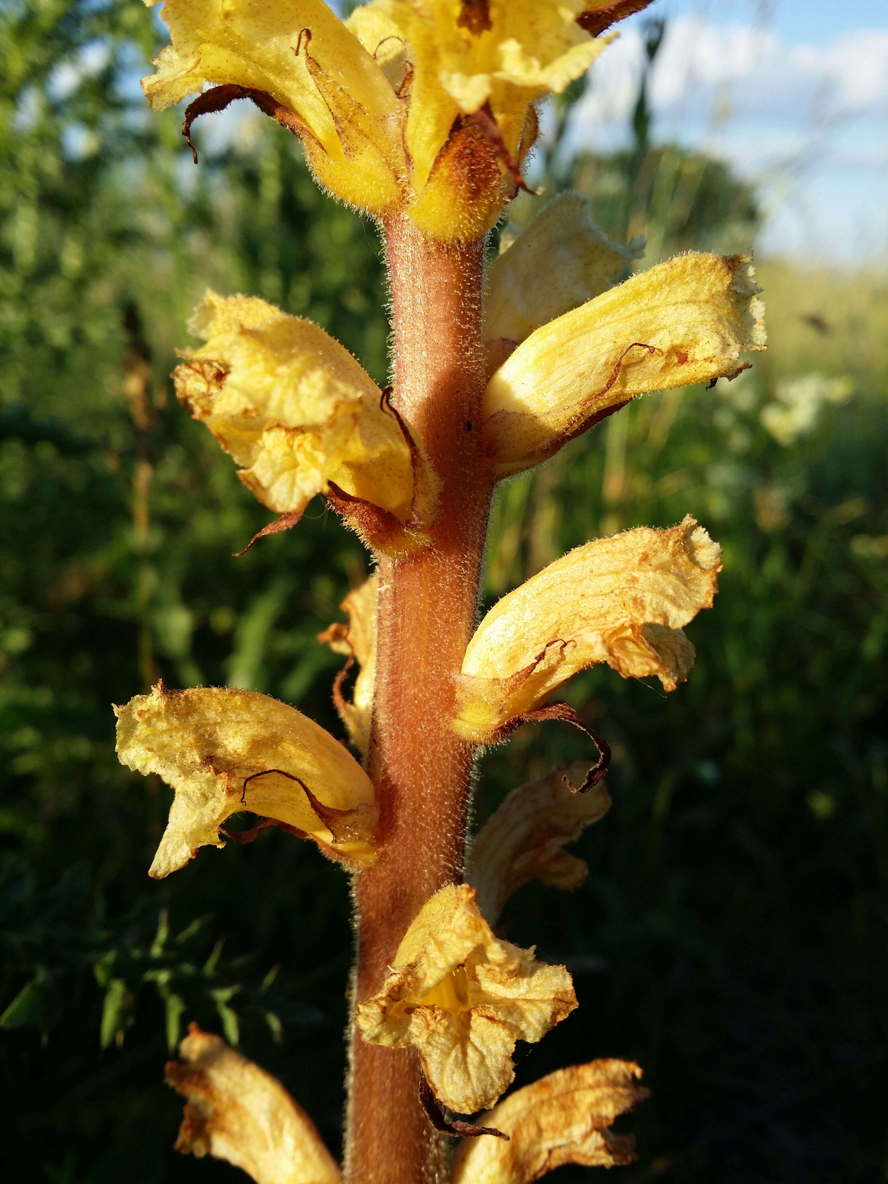 Imagem de Orobanche reticulata Wallr.