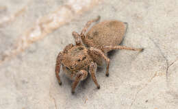 صورة Habronattus borealis (Banks 1895)