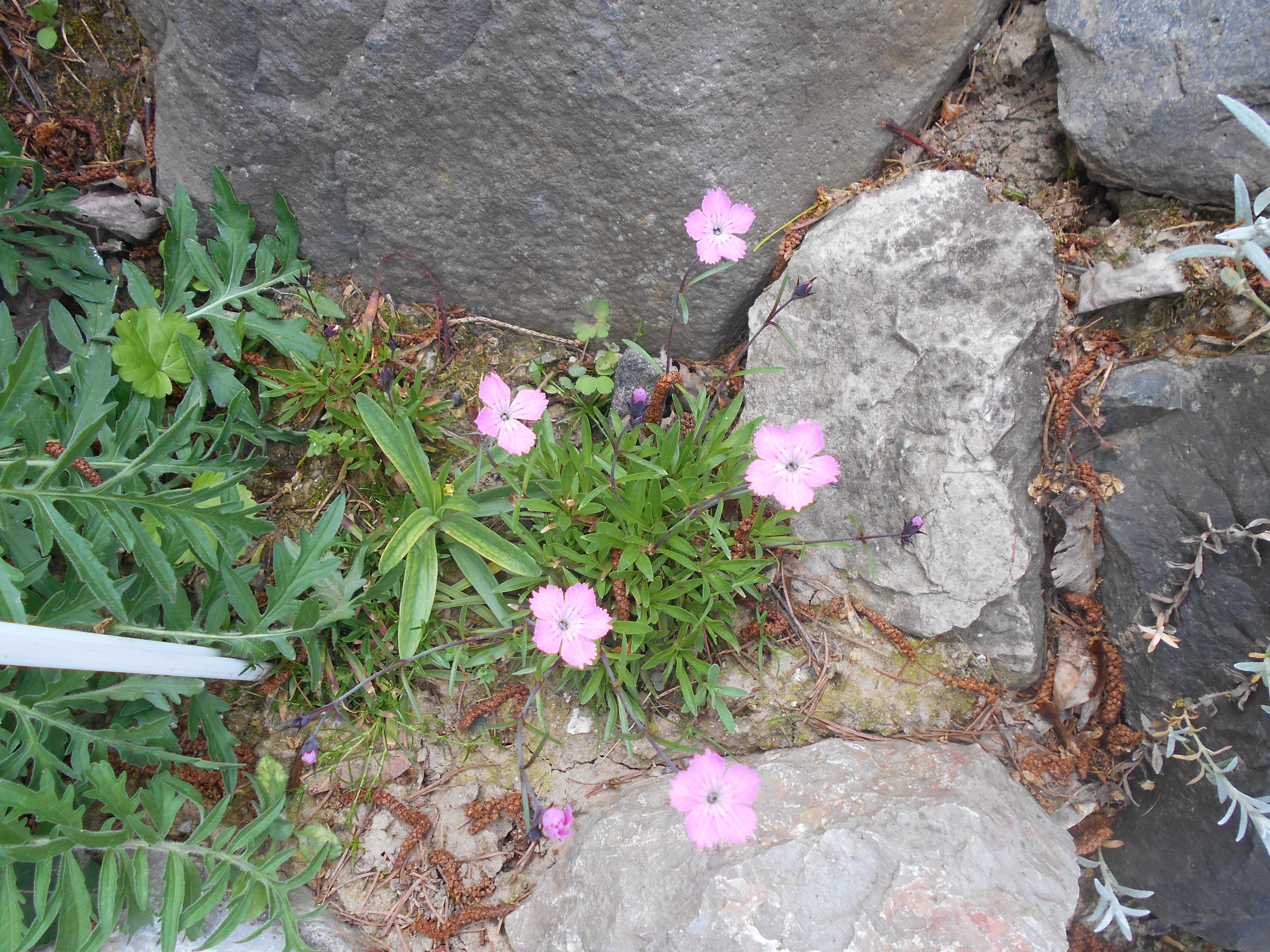 Plancia ëd Dianthus nitidus Waldst. & Kit.