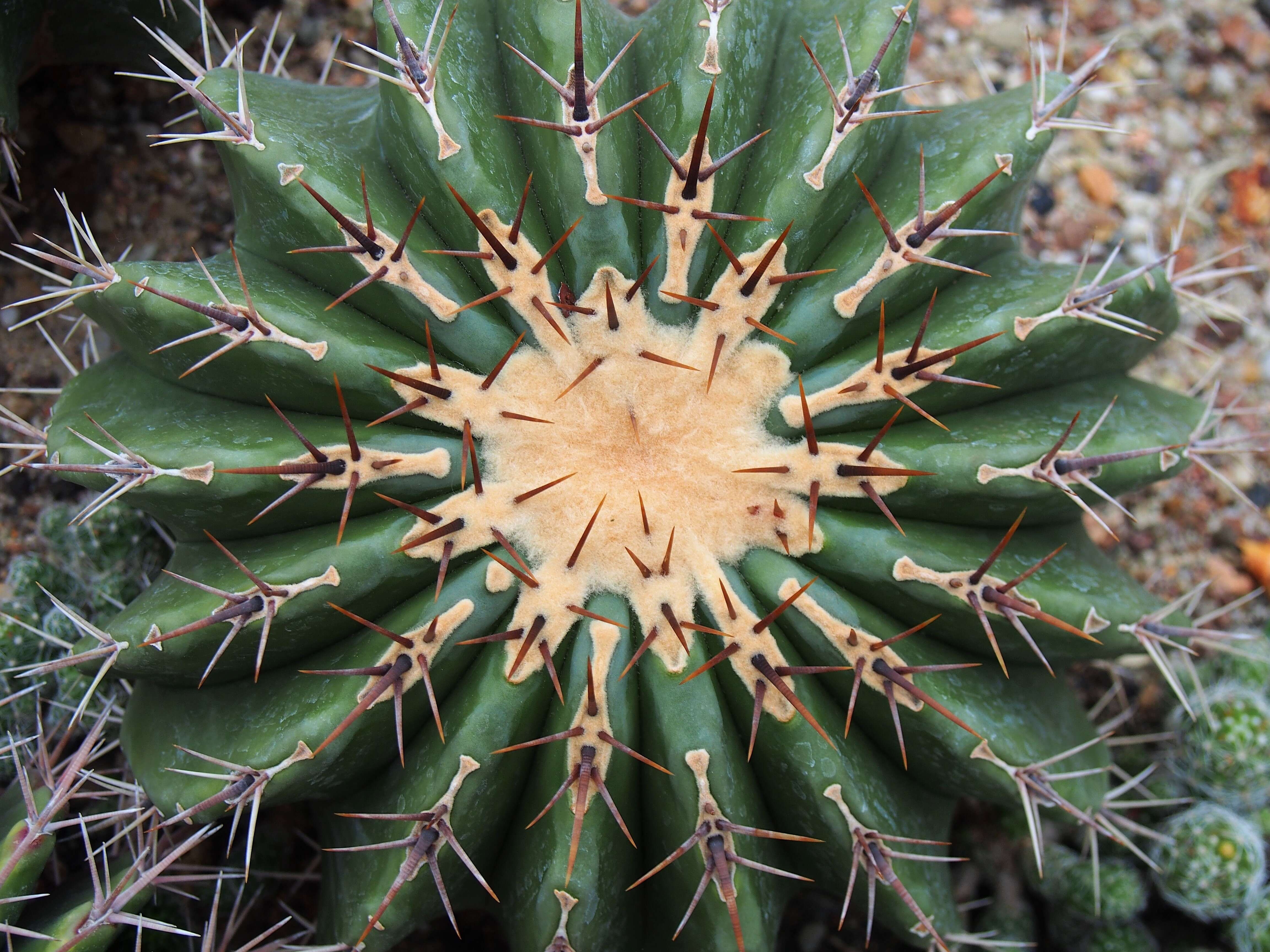 Image of Cactus
