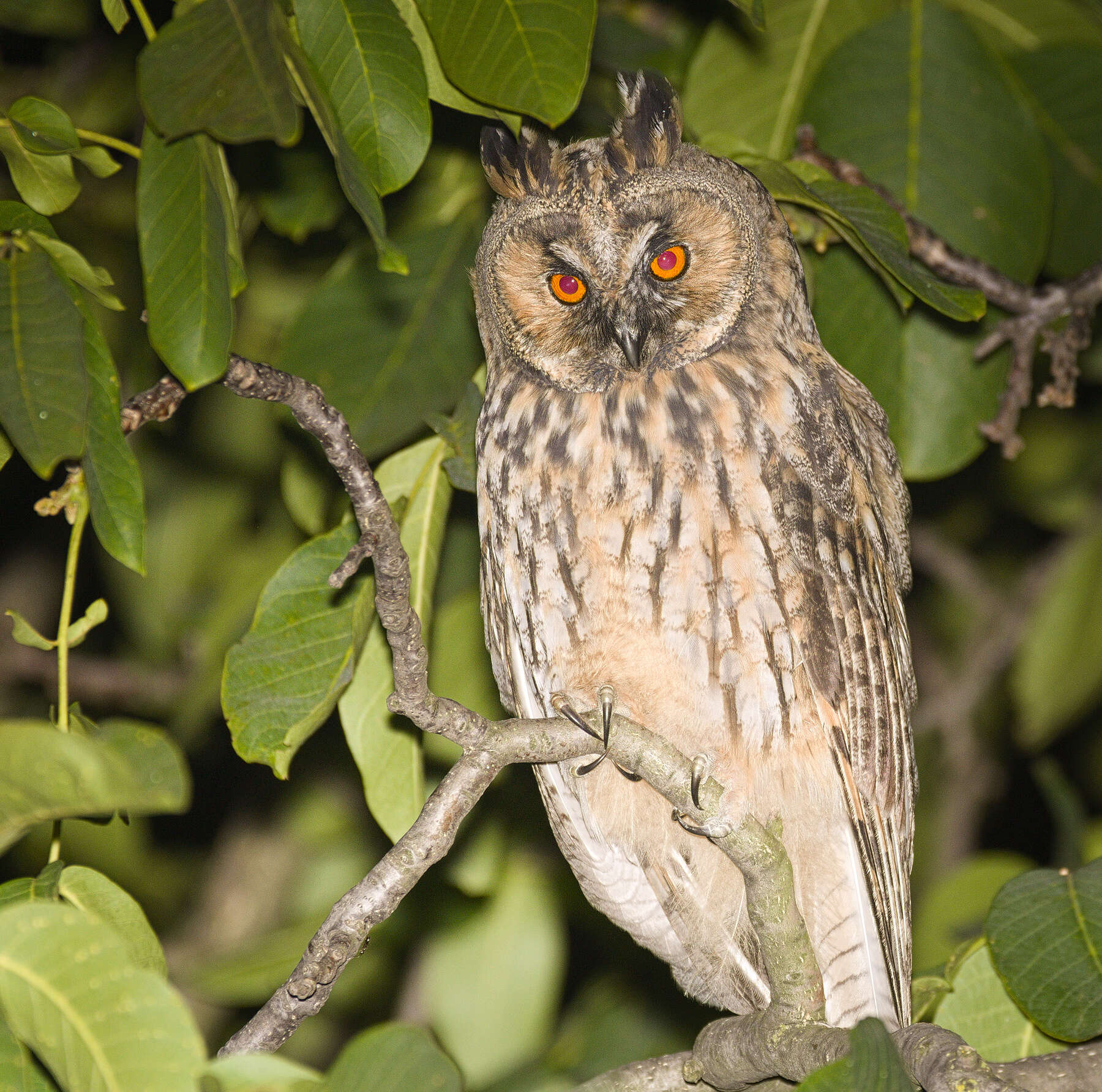 Image of Long-eared Owl