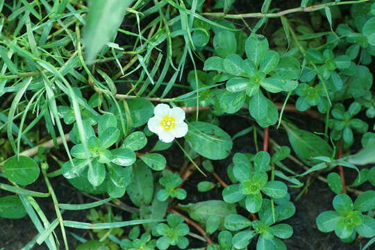 Image of Ludwigia adscendens (L.) Hara