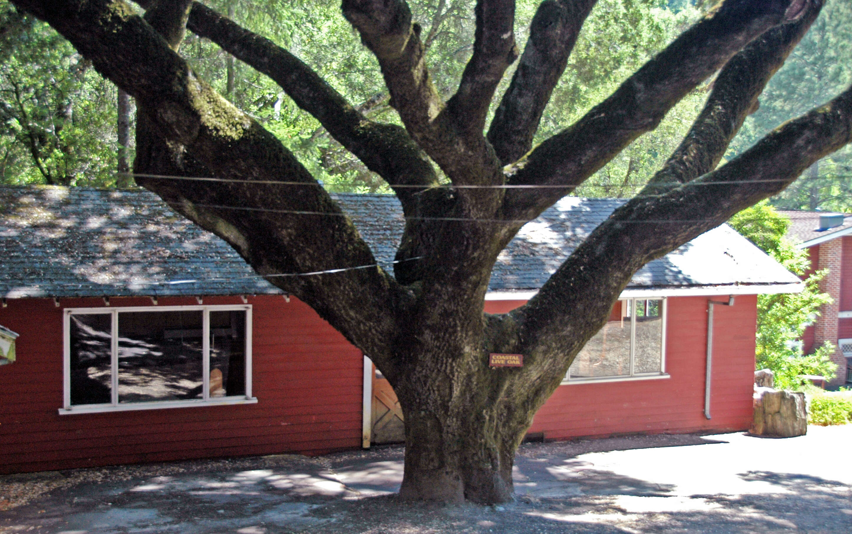 Image of California Live Oak