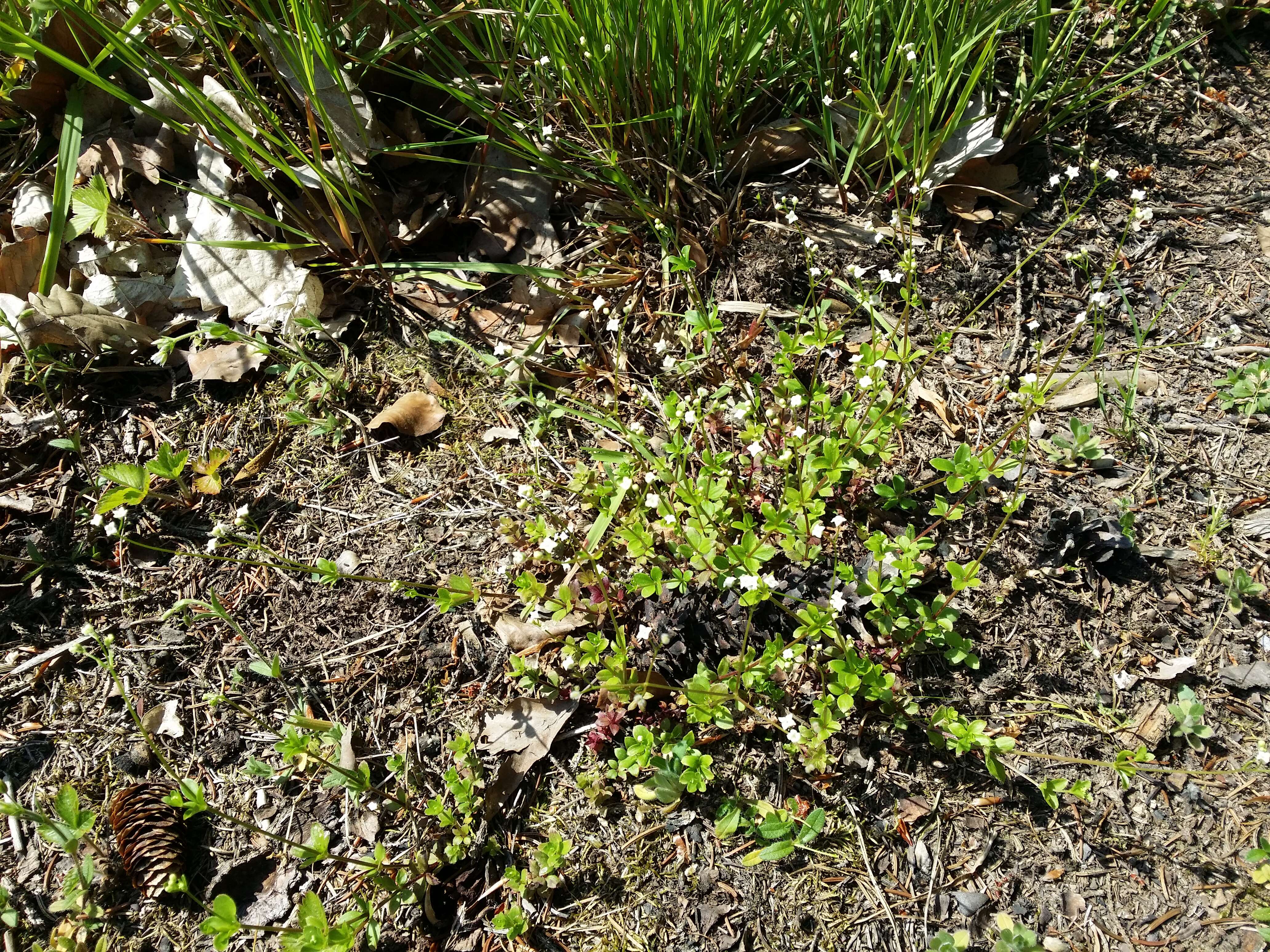 Image of Round-leaved Bedstraw