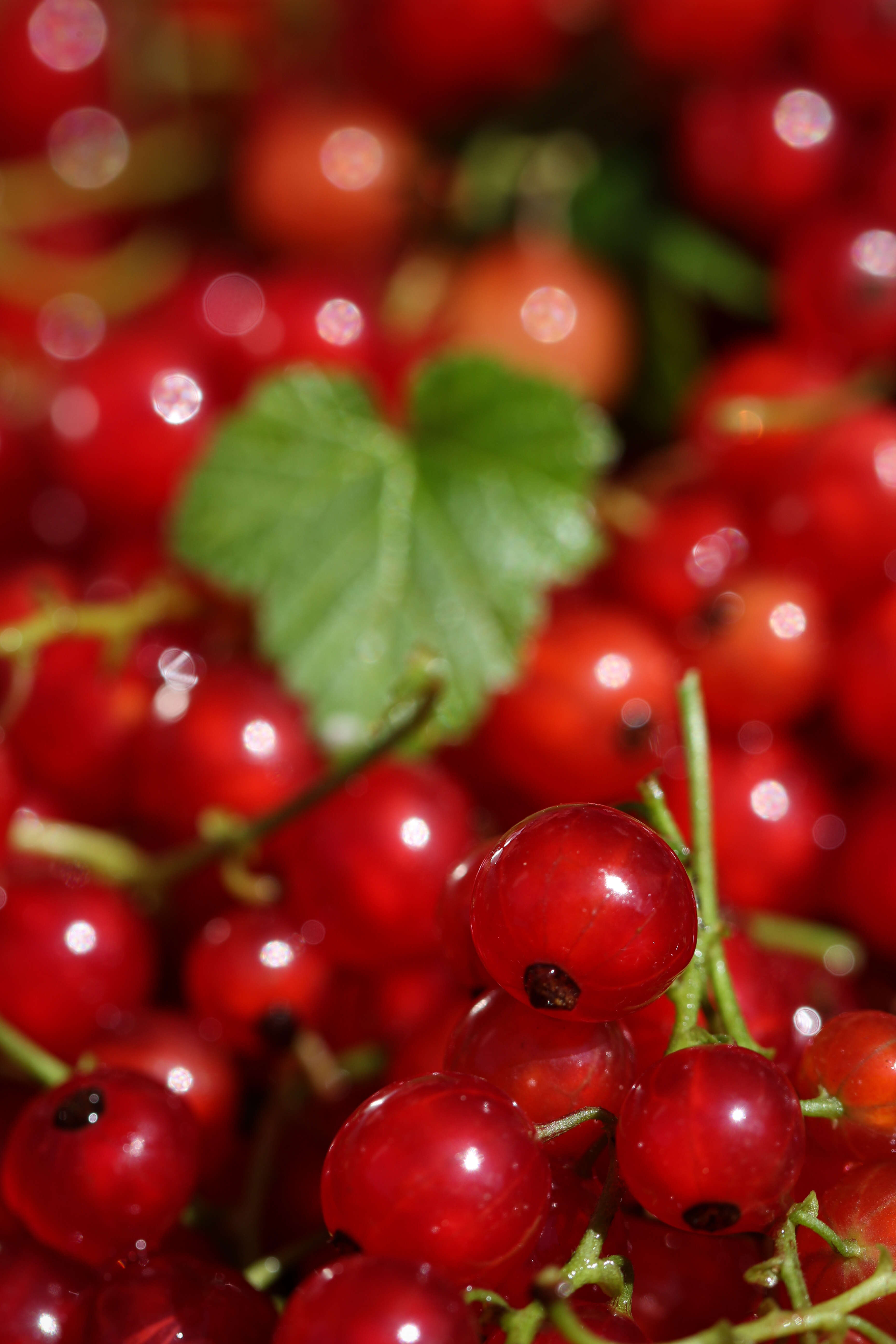 Image of Red Currant