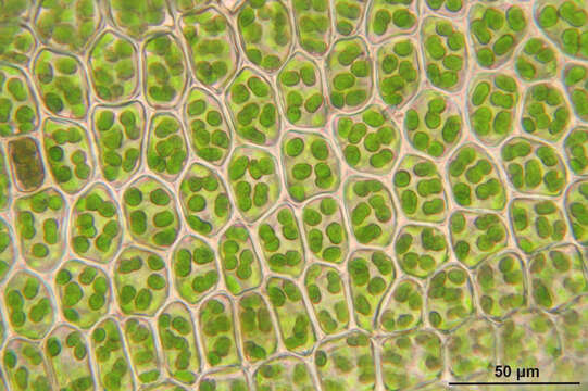 Image of undulate atrichum moss