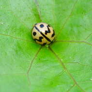 Image of Six-spotted Zigzag Ladybird