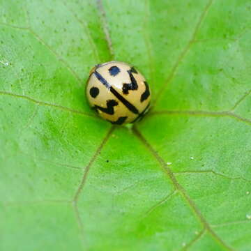 صورة Cheilomenes sexmaculata (Fabricius 1781)