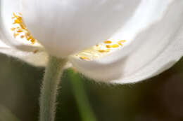 Image of Snowdrop Anemone