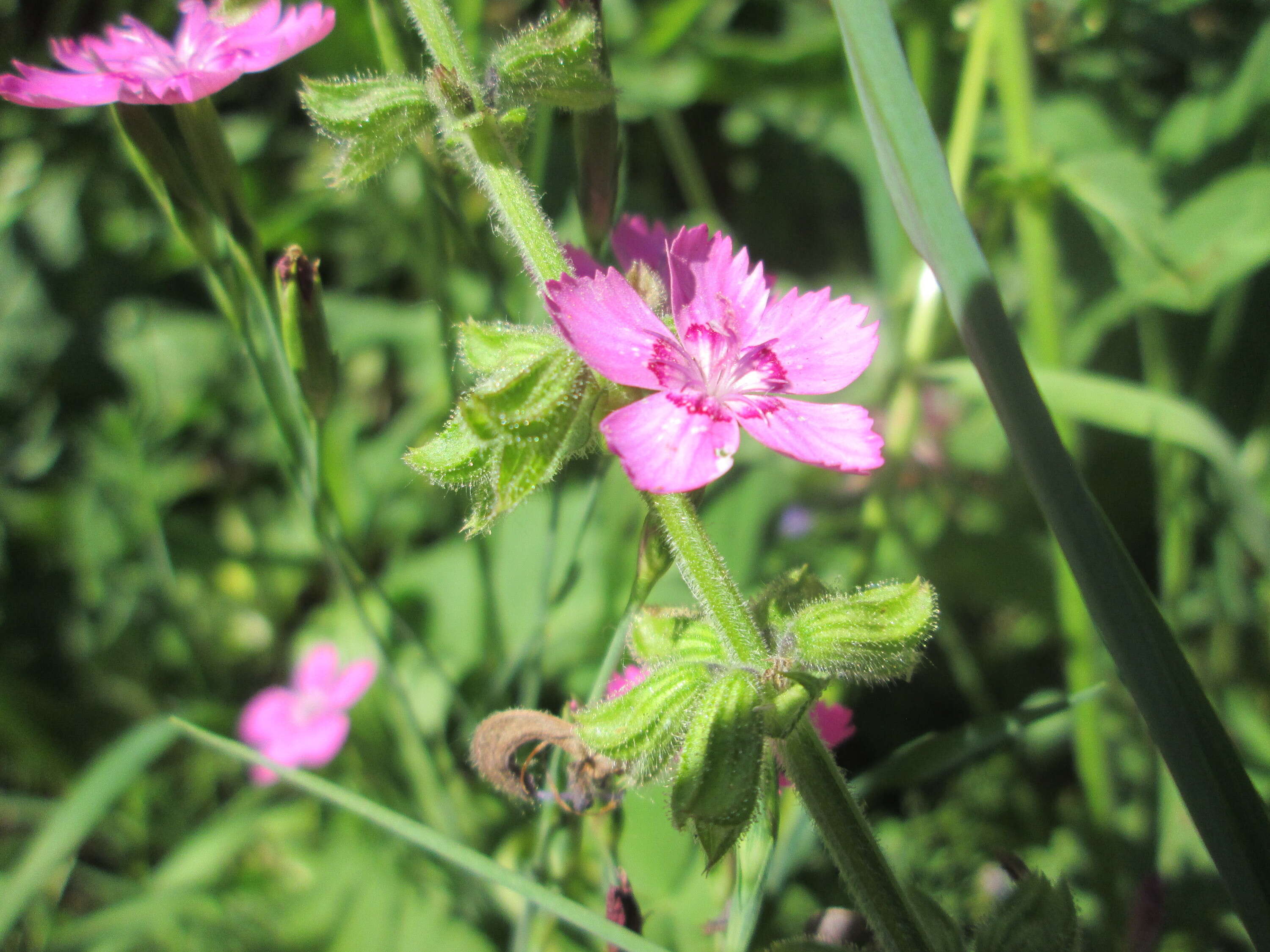 Image of maiden pink