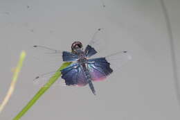 Слика од Rhyothemis triangularis Kirby 1889