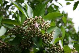 Plancia ëd Ardisia elliptica Thunb.