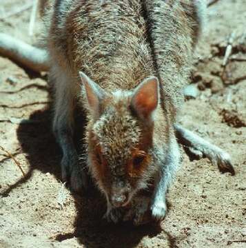 Image of Spectacled Hare Wallaby